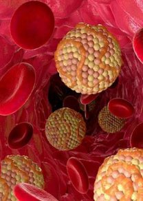 Липидология,  